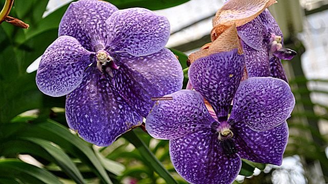 Como cuidar de uma orquídea