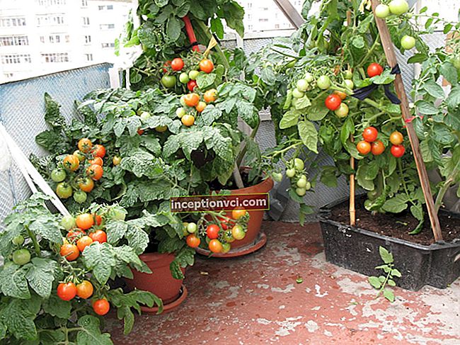 Cultivar pepinos na varanda: ora, é elementar!
